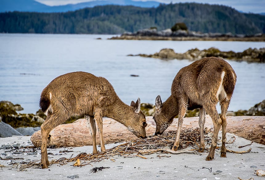 Deer eating kelp on Clark Island