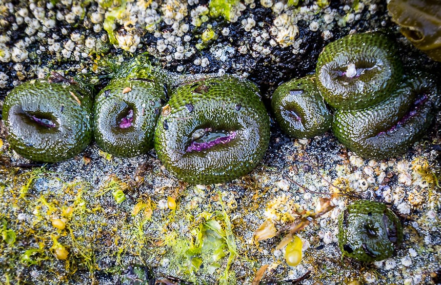 Aggregate green anemone can be seen at low tide