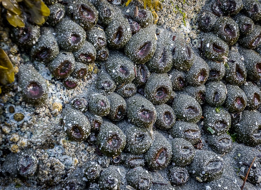 Masses of sea cucumbers clinging to the rocks