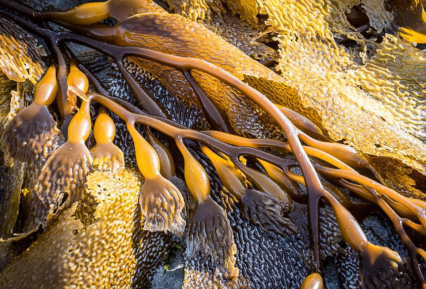 Beautiful textures on the kelp