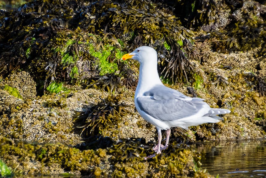 Look for lots of bird life