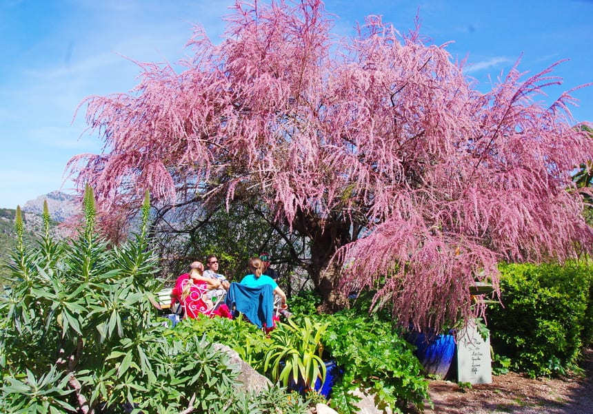 Beautiful tamarack trees in bloom at Can Prohom, a beautiful manor house with a view