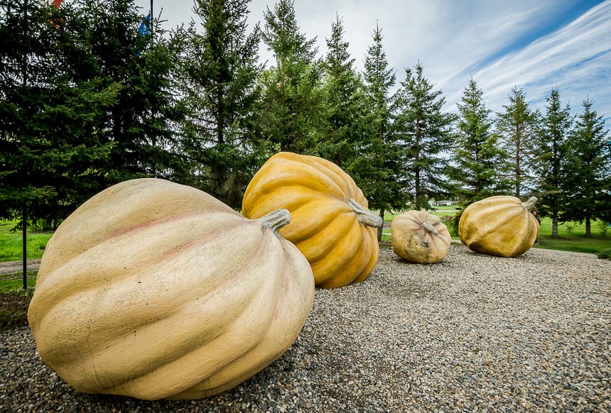 The Iron Horse Trail Alberta takes you through the Land of Big - pumpkins in Smoky Lake