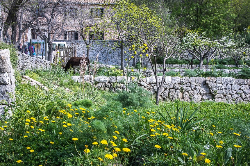 Hiking in Mallorca from Soller to Alaro