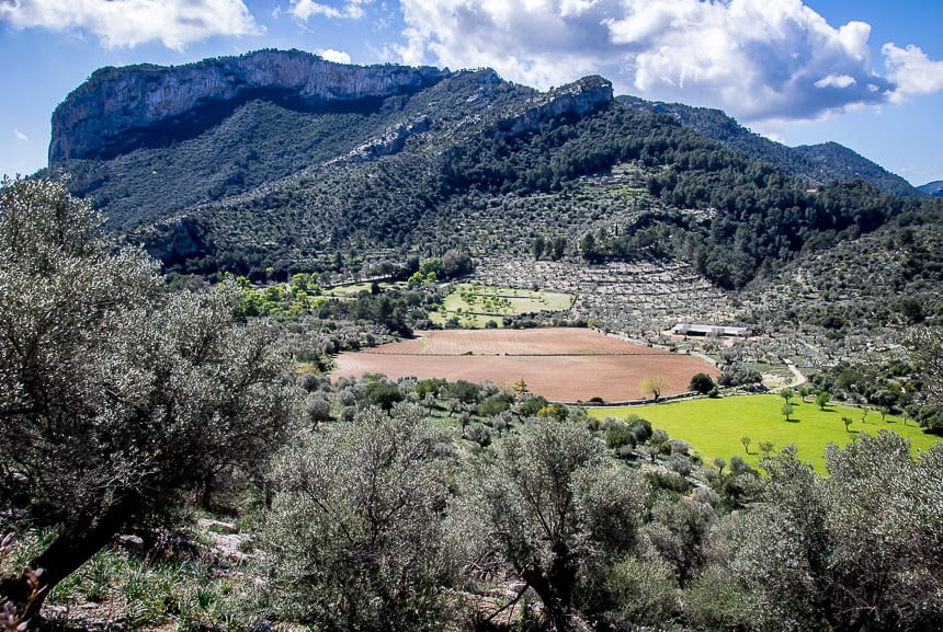 The Solleric Estate - with over 120,000 tons of olive oil production a year in the 20th C