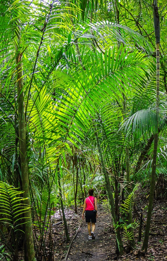 Our friend Liz walking through monster sized ferns in the park