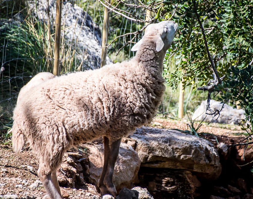 What's a hike without some sheep in Mallorca