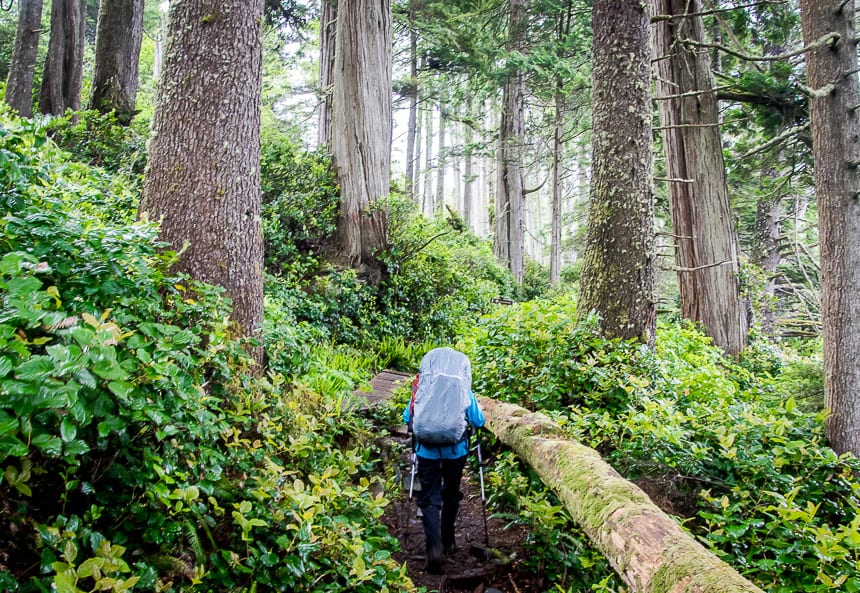 The beauty of some of the forest on the Juan de Fuca Trail