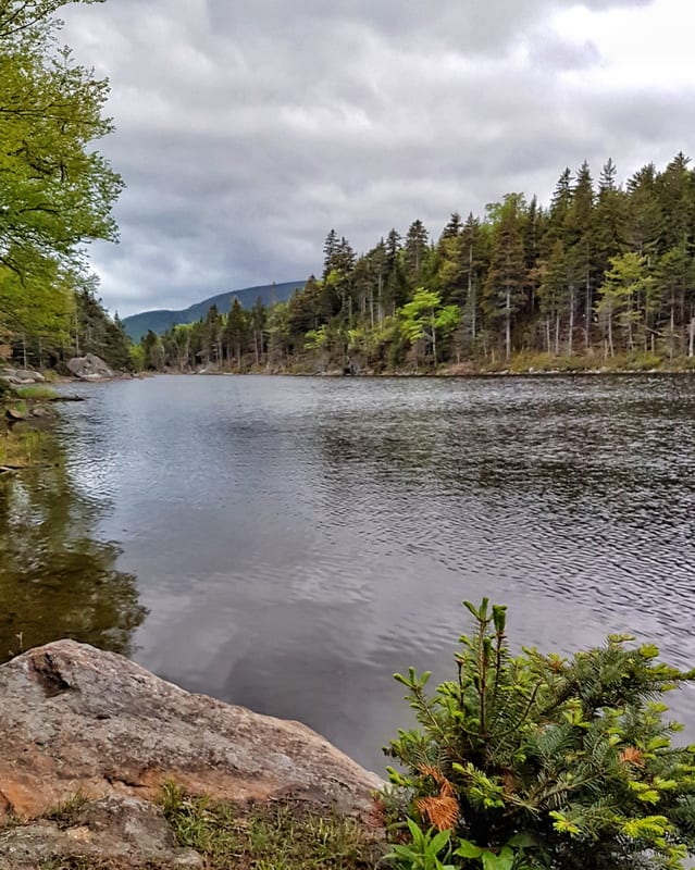 The Lost Pond hike can be done out of Pinkham Notch