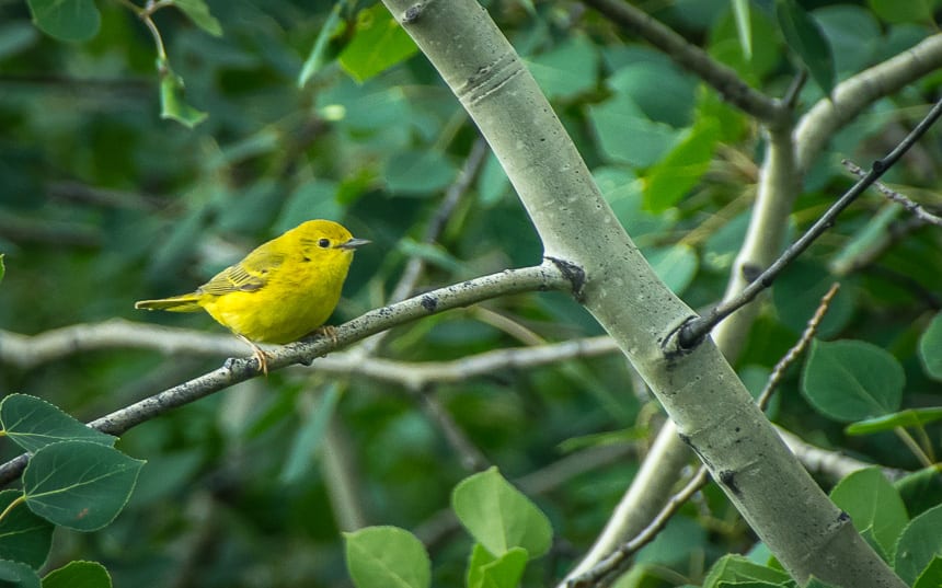 3 Southern Alberta Provincial Parks That Should be on Your Radar - great birding at Beauvais Lake Provincial Park