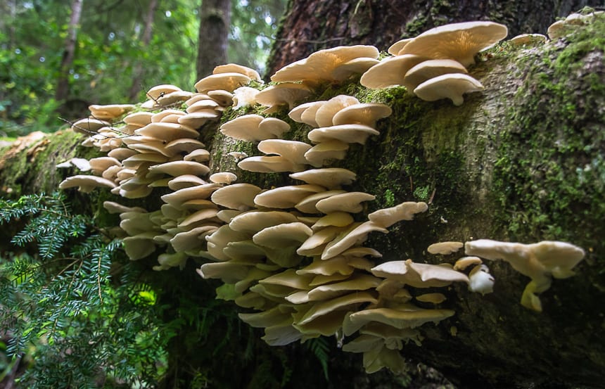 Some of the interesting fungi we saw