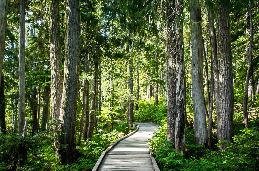 One of the Vancouver Island Hikes where the woods are truly gorgeous