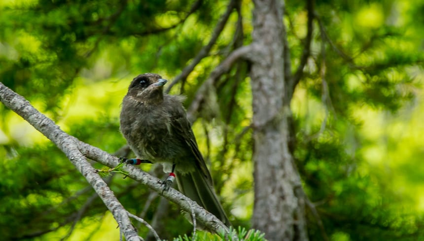 No shortage of jays looking for food when you stop