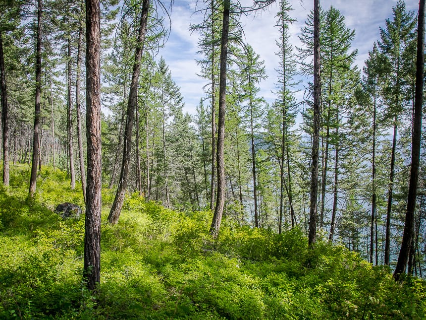 Lovely open forest adjacent to the lake