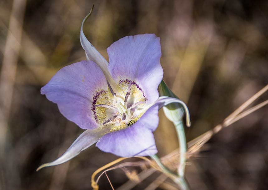  It's dry but there are a few wildflowers around