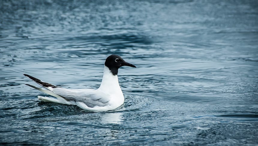 The handsome Bonaparte gull can be seen on a Discovery Island nature tour