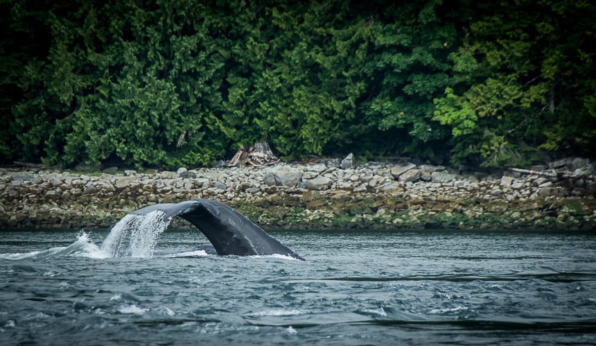 Looking for Wild Things on a Campbell River Marine Wildlife Tour