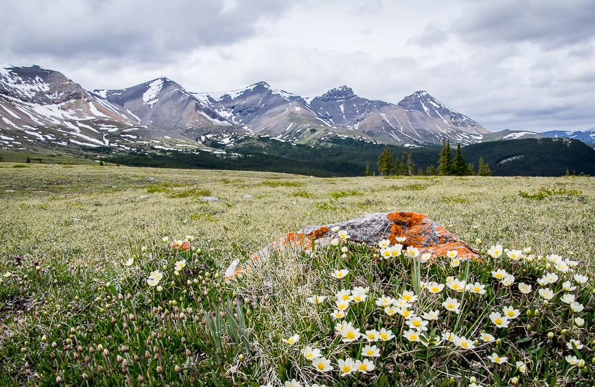 Whitehorse Wildland is a great place for wildflowers