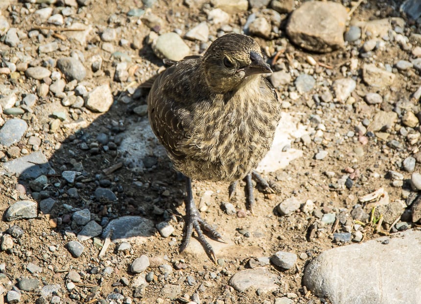 This young bird seemed to have imprinted on the fisherman on Beauvais Lake