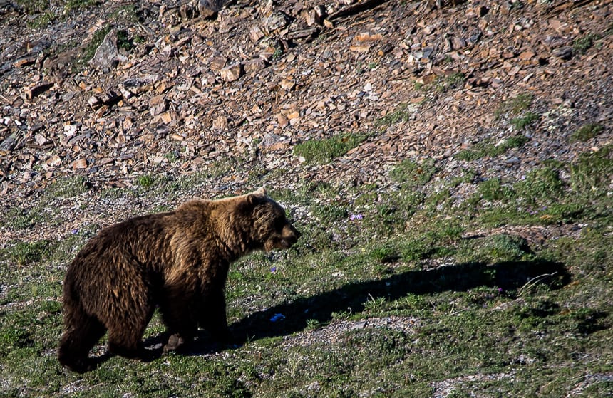 Grizzly sighting from Inspiration Point