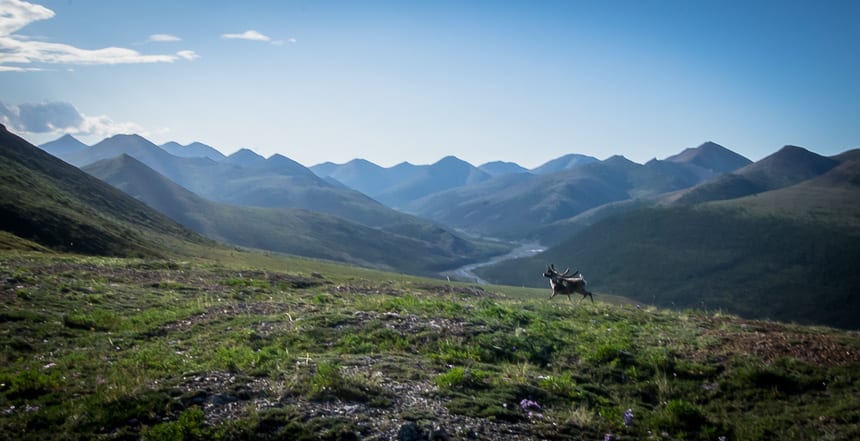 The lone caribou we saw over the 4.5 days in camp