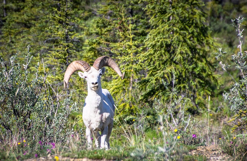  Lots of Dall sheep can be seen on this hike