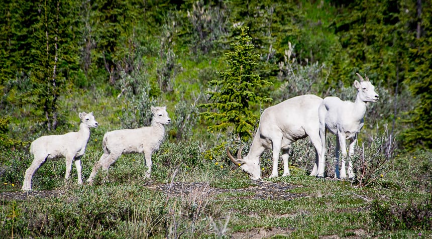 The sheep didn't seem too disturbed by us