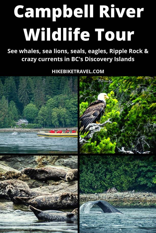 A wildlife viewing tour through BC's Discovery Islands out of Campbell River to see whales, seals, Ripple Rock, eagles and more
