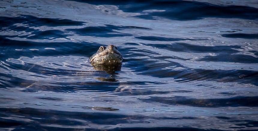 This very curious snapping turtle kept an eye on us over our entire stay