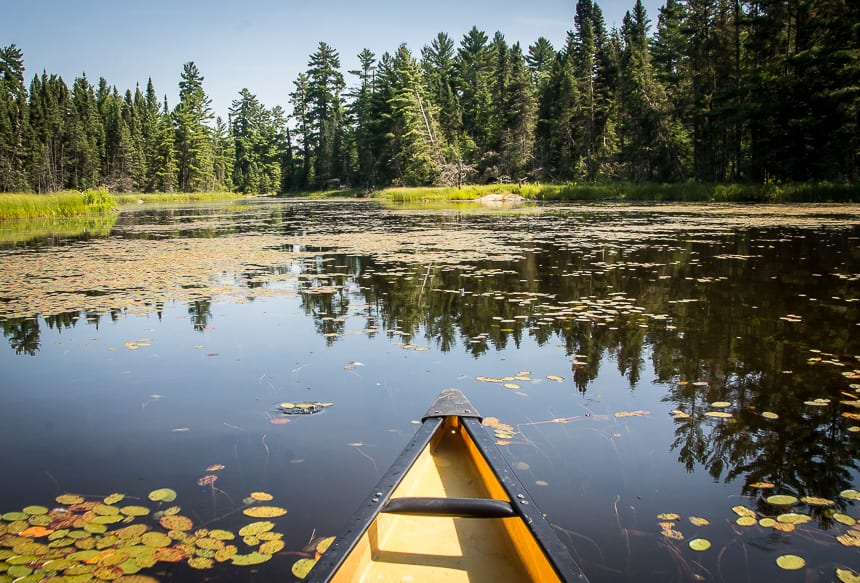 We had lots of quiet water choked with lily pads to deal with on our canoe trip in Quetico