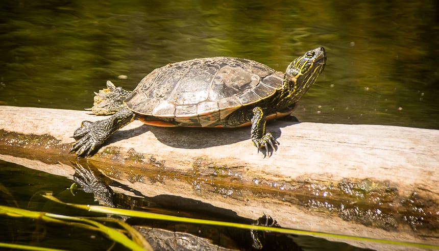  The one painted turtle we saw