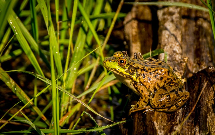 It was our day for frogs as we paddled through a lot of marshy country