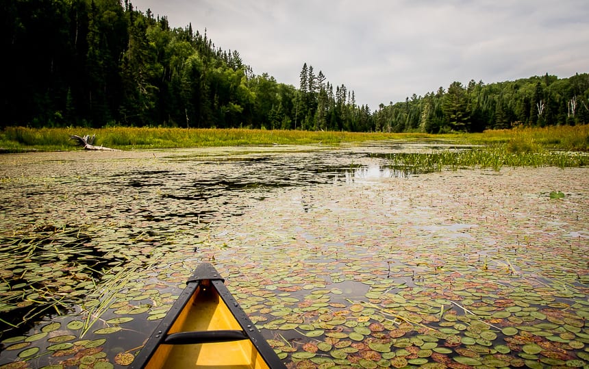 We had several kilometres of lily pad choked waters to navigate on route to McAlpine Lake