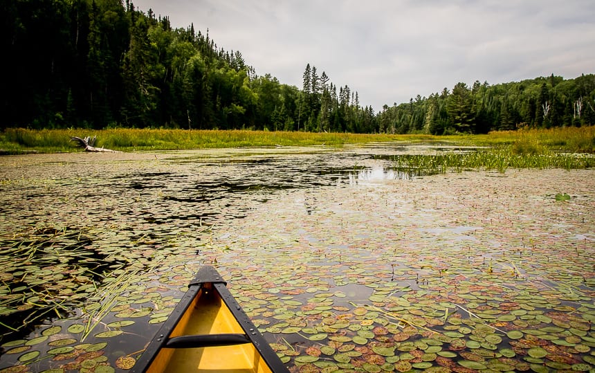 We had several kilometres of lily pad choked waters to navigate on route to McAlpine Lake on our Quetico canoe trip