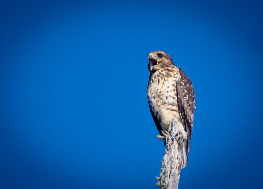 Broad-shoulder hawk - a first for both of us on Cirrus Lake in Quetico Provincial Park