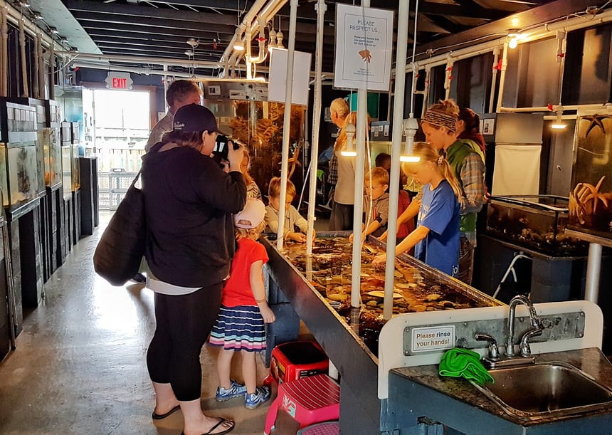 The Discovery Passage Aquarium in Campbell River is ideal for families