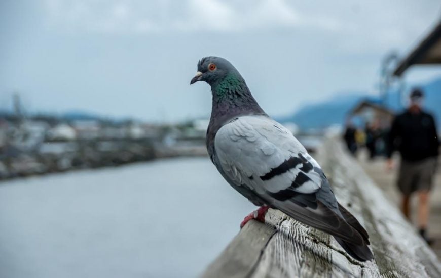 Pigeon checking whats happening on the pier