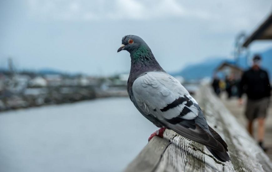 Pigeon checking what's happening on the pier