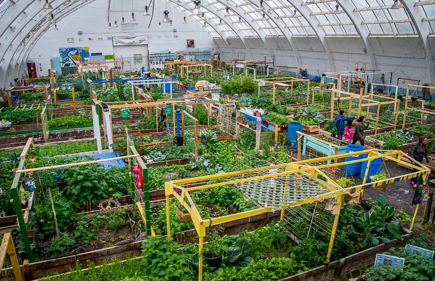 With long hours of daylight in summer plants flourish in the Inuvkik Community Greenhouse