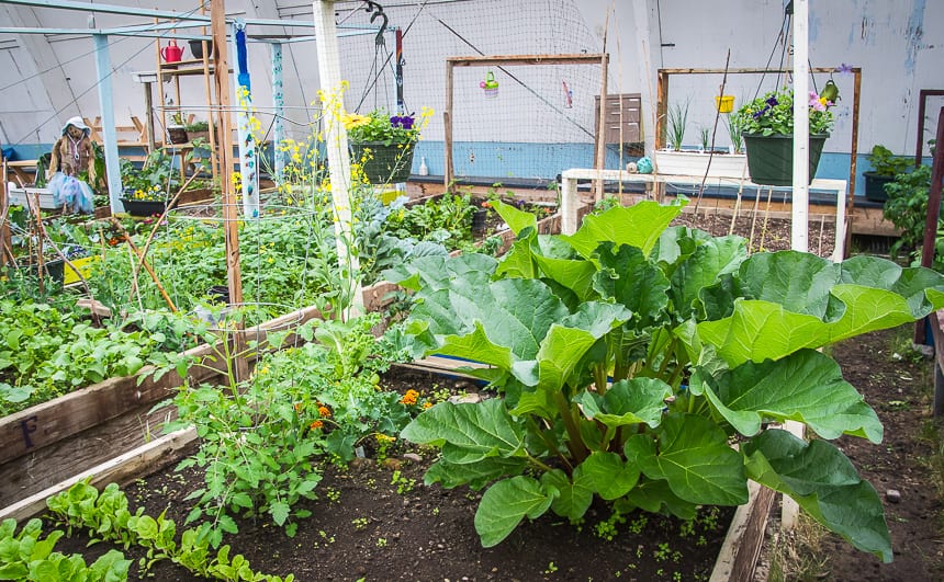 Rhubarb grown indoors looks way better than my Calgary version