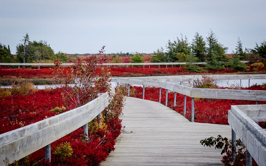 At the start of the interpretive boardwalk