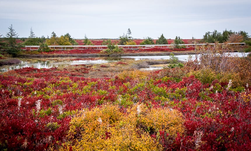  There are splashes of yellow about in the peat bog as well