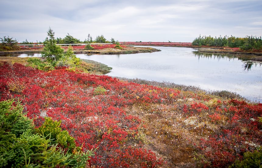 The bog is dotted with ponds