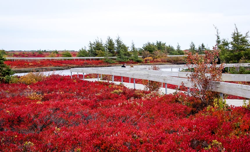 Astonishingly red bog