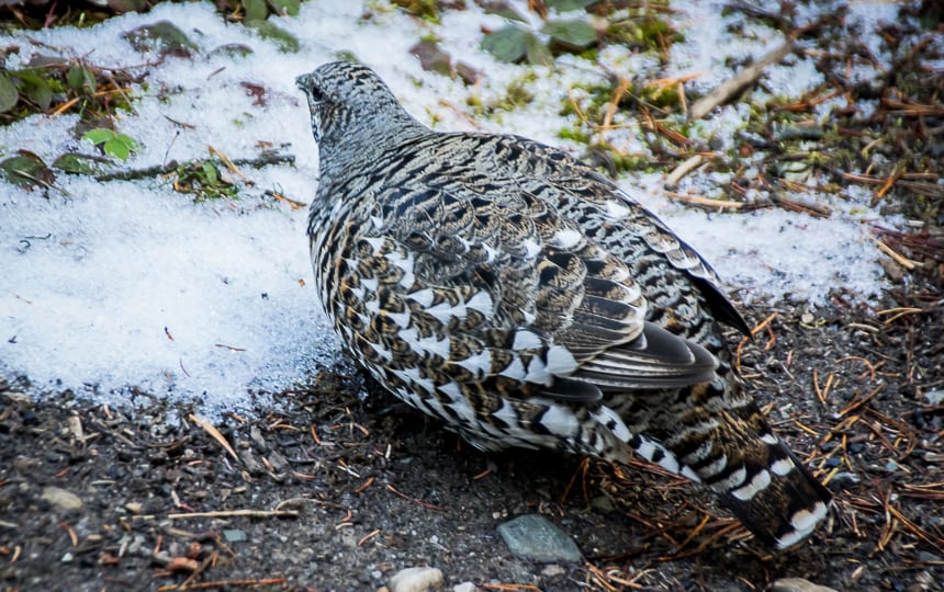 A couple of ptarmigans provided entertainment along the way