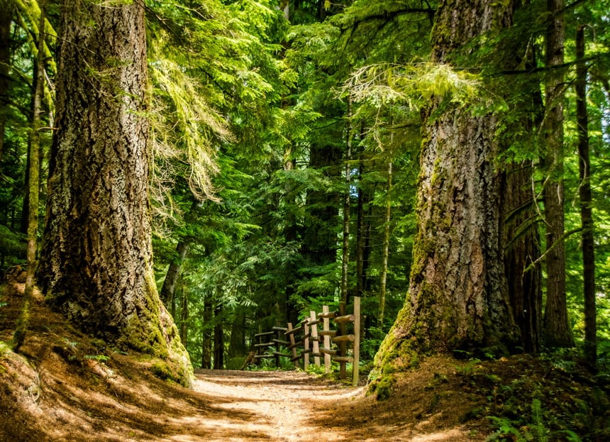 Be wowed by massive Douglas firs in Elk Island Provincial Park