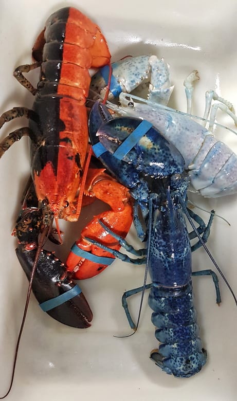 Blue, half and half and albino lobsters at the New Brunswick Aquarium