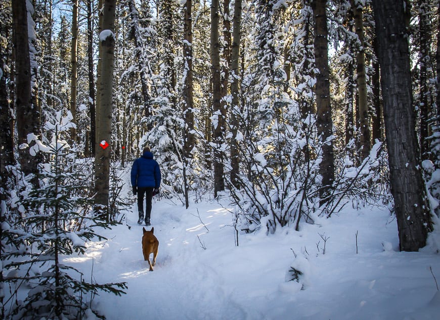 Snowshoe Hare trail