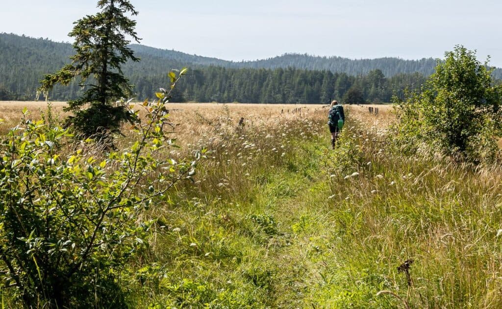 Hansen Meadow in the middle of a rainforest is an unexpected treat to see