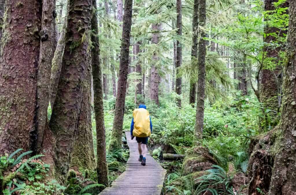 Beautiful hiking on boardwalk through some old-growth forest near Eric Lake